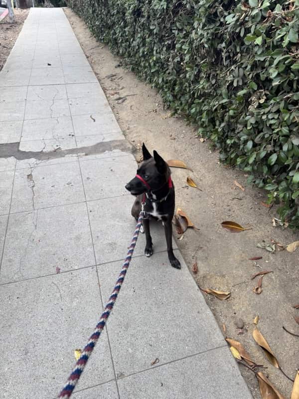 A picture of a black dog named Bowie sitting, taken on June 29 2025 at 6:49 am